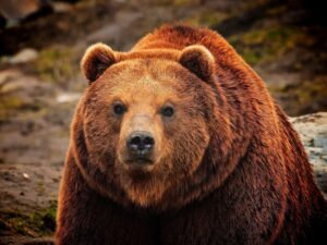 Красный медведь фото